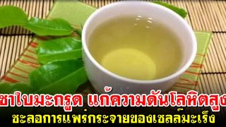 ดื่มชาใบมะกรูด แก้ความดันโลหิตสูง ยับยั้งและชะลอการแพร่กระจายของเซลล์มะเร็ง