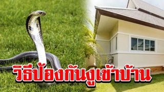 4 วิธีป้องกันงูเข้าบ้าน