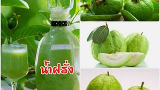 วิธีทำน้ำฝรั่งแบบง่ายๆ ดื่มป้องกันโรคมะเร็ง รักษาโรคท้องร่วง