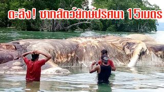 พบซากสัตว์ขนาดยักษ์ปริศนา ยาว 15เมตร โผล่เกยหาดอินโดนีเซีย