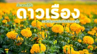 ทำความรู้จัก ดาวเรือง และวิธีปลูกดาวเรืองให้เหลืองสะพรั่ง