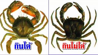 เรื่องฮาลาลฮารอมในอิสลาม มาดูกันว่าปูชนิดใดกินได้ ชนิดใดกินไม่ได้