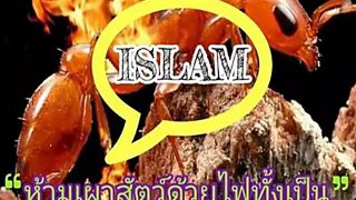 อิสลามห้ามเผาสัตว์ด้วยไฟทั้งเป็น