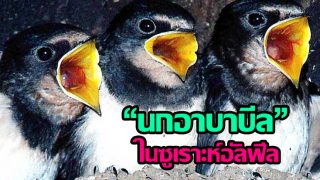 เรื่องราว นกอาบาบีล ในซูเราะห์อัลฟีล ที่น้อยคนจะรู้เกี่ยวกับนกชนิดนี้!