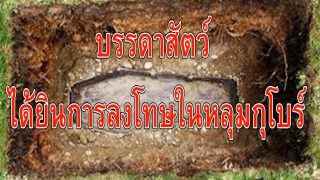 บรรดาสัตว์ต่างๆ ได้ยินการลงโทษในหลุมกุโบร์