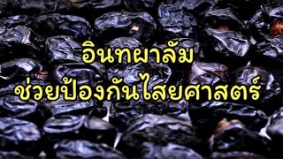 อินทผาลัมกับการป้องกันไสยศาสตร์ และคุณค่าทางโภชนาการ