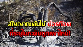สัญญาณต้นไม้ ฆ่อรก๊อต ที่ระบุในหะดิษถูกเผาไหม้!