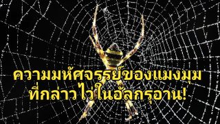 ความมหัศจรรย์ของแมงมุมในอัลกรุอาน