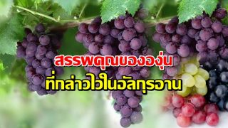 สรรพคุณขององุ่น ที่กล่าวไว้ในอัลกุรอาน