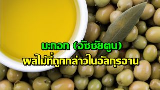มะกอก (อัซซัยตูน) ผลไม้ที่ถูกกล่าวในคัมภีร์อัลกุรอาน