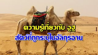 ความรู้เกี่ยวกับ อูฐ สัตว์ที่ถูกระบุไว้ในอัลกุรอาน