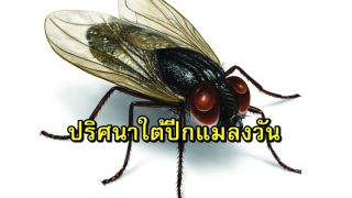 อิสลามกับปริศนาใต้ปีกแมลงวัน ที่รู้แล้วต้องอึ้ง!!