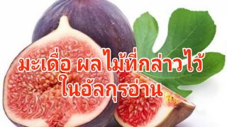 มะเดื่อ ผลไม้ที่กล่าวไว้ในคัมภีร์อัลกุรอ่าน