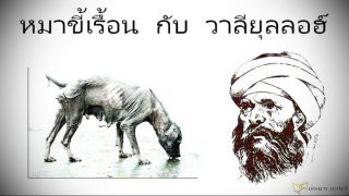 หมาขี้เรื้อน กับ วาลียุลลอฮ์