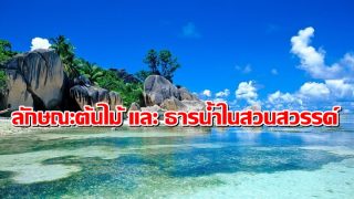 ลักษณะต้นไม้ และ ธารน้ำในสวนสวรรค์