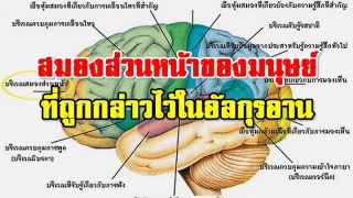 ปาฏิหาริย์! สมองส่วนหน้าของมนุษย์ ที่ถูกกล่าวไว้ในอัลกุรอาน