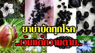 ฮับบะตุซเซาดาอ์ สมุนไพรที่รักษาได้ทุกโรค