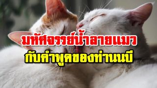 มหัศจรรย์น้ำลายเเมว กับคำพูดของท่านนบี