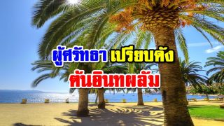 ผู้ศรัทธาเปรียบดังต้นอินทผลัม