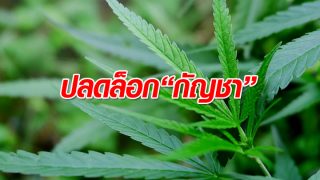 มติ สนช.ส่งร่างพรบ.ยาเสพติดปลดล็อกกัญชาให้ รบ.