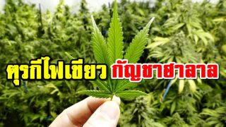 ตุรกีไฟเขียว กัญชาฮาลาล