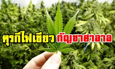 ตุรกีไฟเขียว กัญชาฮาลาล