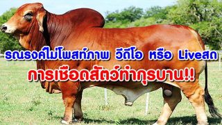 รณรงค์ไม่โพสท์ภาพ วีดีโอ หรือ Live สด การเชือดสัตว์ทำกุรบาน!!