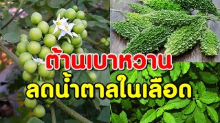 ผักพื้นบ้าน 12 ชนิด ต้านเบาหวาน ลดน้ำตาลในเลือด