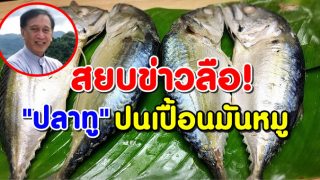 สยบข่าวลือ!! ปลาทูปนเปื้อนมันหมู : ดร.วินัย ดะห์ลัน