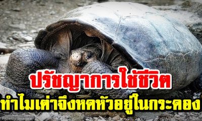 ปรัชญาการใช้ชีวิต
