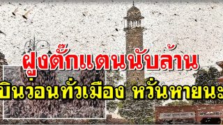 อินเดียอ่วม! ฝูงตั๊กแตนทะเลทรายนับล้าน บินว่อนทั่วเมือง ทำลายพืชผัก หวั่นหายนะ