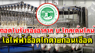 ฝ่ายฮาลาล กอท. ถอดใบรับรอง บ.โกลเด้นไลน์ ใช้ไฟฟ้าทำไก่ตายก่อนเชือด ผิดหลักการศาสนา