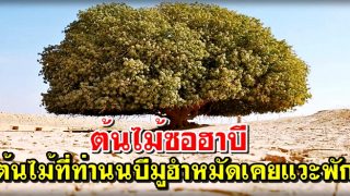 ต้นไม้ซอฮาบี ต้นไม้ที่ท่านนบีมูฮำหมัดเคยแวะพัก