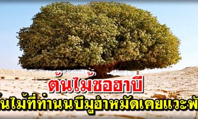 ต้นไม้ซอฮาบี ต้นไม้ที่ท่านนบีมูฮำหมัดเคยแวะพัก