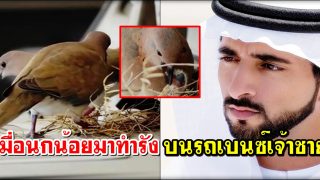 ไวรัลจากดูไบ: เมื่อนกน้อยมาทำรังบนรถเบนซ์ของเจ้าชาย