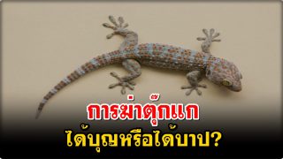 การฆ่าตุ๊กแก ได้บุญหรือได้บาป? ในหลักคำสอนอิสลาม