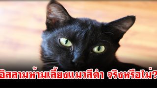 อิสลามห้ามเลี้ยงแมวสีดำ จริงหรือไม่?