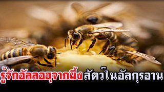 รู้จักอัลลอฮฺจากผึ้ง สัตว์ในอัลกุรอาน