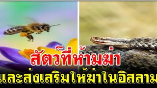สัตว์ที่ห้ามฆ่าและส่งเสริมให้ฆ่าในอิสลาม