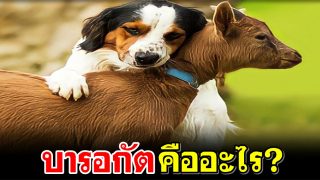 บารอกัตคืออะไร?