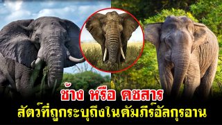ช้าง หรือ คชสาร สัตว์ที่ถูกระบุถึงในคัมภีร์อัลกุรอาน