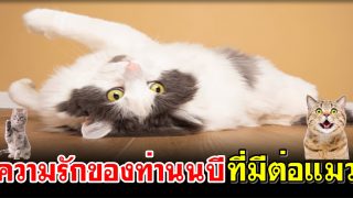 ความรักของท่านนบีที่มีต่อแมว