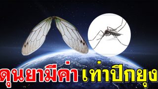 ดุนยามีค่าเท่าปีกยุง