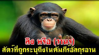 ลิง หรือ (วานร) สัตว์ที่ถูกระบุถึงในคัมภีร์อัลกุรอาน