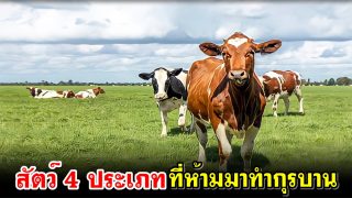 สัตว์ 4 ประเภท ที่ห้ามนำมาทำกุรบาน