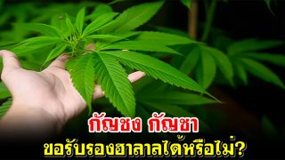 กัญชง กัญชา ขอรับรองฮาลาลได้หรือไม่?