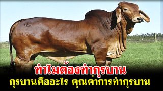 ทำไมต้องทำกุรบาน กุรบานคืออะไร คุณค่าการทำกุรบาน